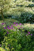 Geranium psilostemon poussant autour de la base de Cornus controversa 'Variegata' avec Cornus 'Norman Hadden' en arrière-plan à Glebe Cottage