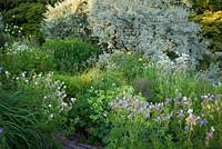 Geranium pratense qui traverse le jardin de briques de Glebe Cottage avec Elaeagnus 'Quicksilver' et saule