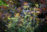 Foeniculum vulgare devant Cotinus coggygria Purpureus Group - Fenouil commun