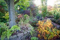 Plantation mixte d'arbres et d'arbustes, notamment de fougères, d'acres et de conifères pour la couleur et la structure de l'automne dans le jardin du centenaire - Le Picton Garden, Colwall