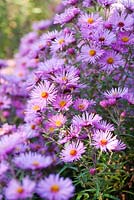 Aster 'Brunswick' - Le jardin Picton, Colwall