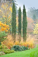 Cupressus sempervirens 'Totem Pole' avec Acer x hilleri 'Summer Gold' en automne parterre de fleurs mélangé à Foggy Bottom, The Bressingham Gardens, Norfolk, Royaume-Uni.