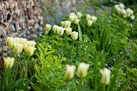 Tulipa 'Spring Green' avec des vivaces mixtes dans le jardin clos de Wretham Lodge, Norfolk