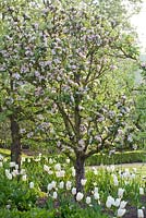 Le jardin clos avec des haies basses et taillées et la plantation de Malus, Tulipa 'Purissima' et Tulipa 'White Triumphator' - Wretham Lodge, Norfolk
