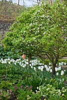 Le jardin clos avec des haies basses et taillées et la plantation de Malus, Brunnera, Geranium, Helleborus, Tulipa 'Purissima' et Tulipa 'White Triumphator' - Wretham Lodge, Norfolk