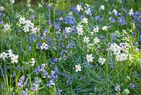 Bluebells naturalisés et Narcisse blanc à Wretham Lodge, Norfolk