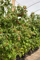 Rubus idaeus 'Erika' - Cannes de framboise