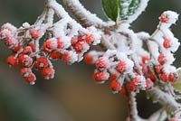 Cotoneaster lacteus couvert de baies et de givre en décembre, Gowan Cottage