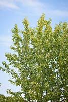 Populus balsamifera - Peuplier baumier