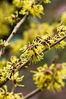 Hamamelis x intermedia 'Pallida' syn. H mollis 'Pallida' - Hamamélis