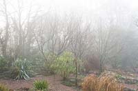 Matin brumeux dans le jardin boisé du Glebe Cottage