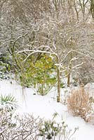 Le jardin boisé de Glebe Cottage dans la neige. Cercidiphyllum japonicum f. pendule