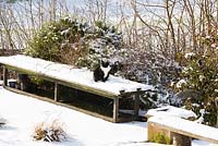 Silvy le chat assis sur un banc dans la neige