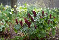 Trillium chloropetalum en face d'hellébores dans le jardin boisé de Glebe Cottage