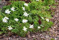 Bouquet mixte d'anémones des bois dont Anemone nemorosa 'Bracteata' et Anemone nemorosa 'Virescens'