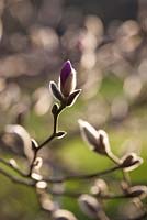 Bourgeons de Magnolia x loebneri 'Leonard Messel'