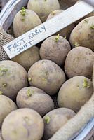 Pommes de terre 'Swift', premières premières graines à semer
