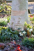 Galanthus 'Lavinia', Crocus tommasinianus, Asarum et Betula utilis - Dial Park