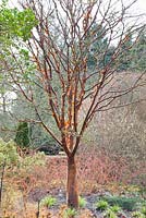 Acer griseum et Rubus