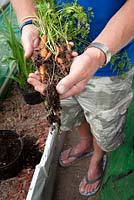 Carottes cultivées pour manger dans de petits pots de compost dans le polytunnel. Un semis régulier signifie une récolte régulière de petites carottes sucrées - Mick's Allotment
