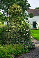 Vue de la maison, chemin de gravier, pelouse, houx topiaire, géraniums rustiques et Acer griseum