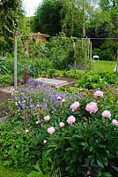 Paeonia 'Sarah Bernhardt' en bordure végétale avec géraniums rustiques. Jardin potager et fruitier en arrière-plan