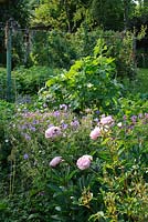 Paeonia 'Sarah Bernhardt' en parterre de géraniums rustiques. Jardin potager et fruitier en arrière-plan