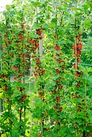 Ribes 'Red Lake' - Groseilles formées comme cordons verticaux. Fruits mûrs protégés par des filets pour oiseaux