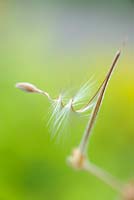 Pelargonium bowkeri. Détail de la graine montrant la queue du tire-bouchon qui s'enroule et se déroule en réponse aux changements d'humidité et a évolué pour se «percer» dans le sol pour germer