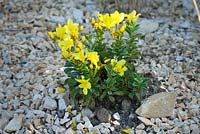 Linum flavum 'Compactum' dans un parterre de gravier