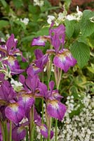 Iris sibirica 'Rose pétillante '. Pépinières Hilliers