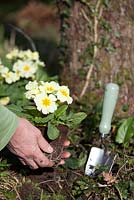 Planter des primevères Primula 'Woodland Dell' dans le jardin du printemps