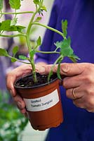 Plantation de tomates greffées 'Sungold' - montrant l'union du greffon