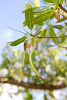 Rhizophora mangle - Mangroves rouges