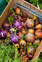 Légumes-racines récoltés dans une boîte en carton comprenant des betteraves, des carottes et du chou-rave