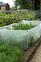 Carottes en bordure végétale surélevée protégées contre les attaques de mouches des racines par une barrière de maille de plus de 45 cm de haut - Bays Farm NGS, Forward Green, Suffolk