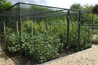 Cage à fruits recouverte d'un filet en nylon - Bays Farm NGS, Forward Green, Suffolk
