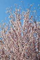 Prunus pendula var ascendens Fleur 'Rosea' au printemps