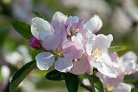 Malus 'Braeburn' en fleur - Fleur de pommier