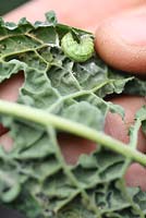 Brassica oleracea 'Nero De Toscana' et Pieris brassicae - Petites larves de papillon blanc du chou sur la face inférieure d'une feuille de chou frisé biologique