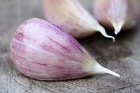 Allium sativum var ophioscorodon 'Bzenec' - Gousses d'ail biologiques sur une surface en bois. Il s'agit d'un ail violet à rayures, originaire de République Tchèque.