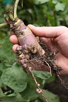 Brassica napus 'Marian' - Un jeune suédois bio avec racine de club