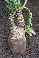 Brassica napus 'Marian' - Un jeune suédois organique qui a la maladie de pourriture molle et est également infecté par des asticots. Cette pourriture humide et visqueuse commence à la cime et se produit souvent pendant une saison de croissance humide.