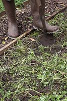 Phacelia tanacetifolia - Un jardinier creusant dans l'engrais vert dans une bordure végétale avec une bêche. Cela aide le processus de décomposition