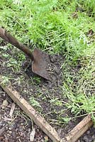 Phacelia tanacetifolia - Un jardinier creusant dans l'engrais vert dans une bordure végétale avec une bêche. Cela aide le processus de décomposition
