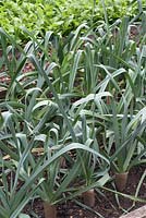 Allium porrum 'Musselburgh' - Bordure végétale de poireaux biologiques sains, blanchissant avec des rouleaux de papier toilette recyclés