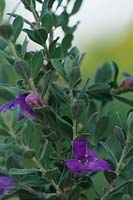 Leucophyllum frutescens - Silverleaf, Texas Ranger Plant, Thunder Cloud ou le plus souvent, Purple Texas Sage. Originaire du Texas, États-Unis