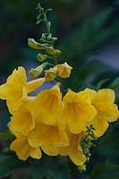Tecoma stans - Arizona yellow bells