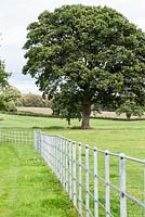 Garde-corps de parc en métal donnent un sentiment ouvert aéré entre le jardin et les terres agricoles environnantes, avec chêne mature - Rhodds Farm, Kington, Herefordshire, Royaume-Uni