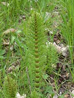 Equisetum 'Marestails' Mauvaises herbes très envahissantes et difficiles à éradiquer.